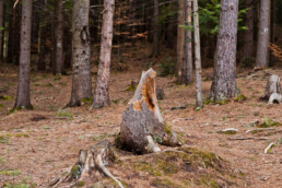 wooden stump wet forest carpathian mountains ()