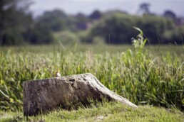 tree stump