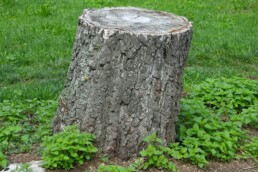 tree trunk