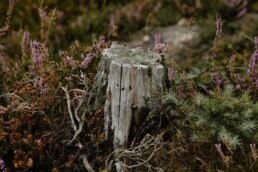 tree stump