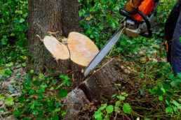 stump grinding