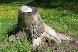 stump removal