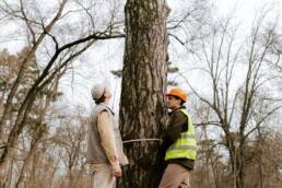 Tree Services
